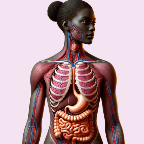 Interactive Human Body Infographic: Nutrient Absorption and Body Systems